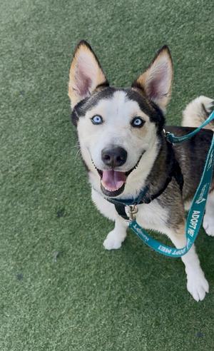 A happy husky dog with blue eyes and a black and white coat, wearing a green leash, standing on a green artificial turf surface.