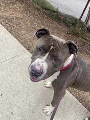 A gray and white dog with a red collar standing on a sidewalk, looking up at the camera.