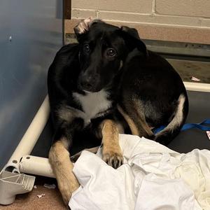 Apollo, German Shepherd Dog / Pit Bull Terrier, young, available for adoption