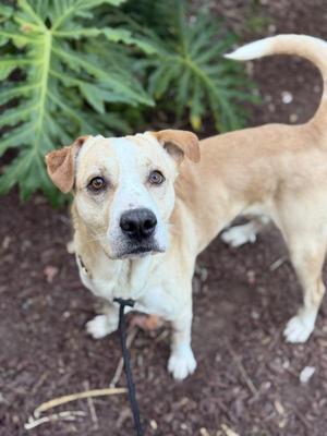 Barry Manilow, Shepherd, adult, available for adoption