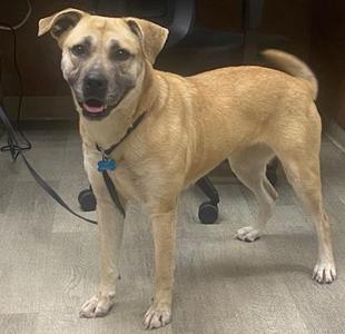Biscuit, Shepherd / Siberian Husky, adult, available for adoption