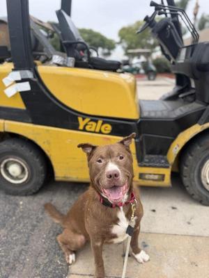 Ares, Pit Bull Terrier, adult, available for adoption