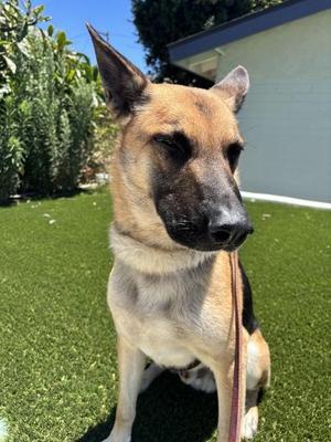 Benito, German Shepherd Dog, adult, available for adoption