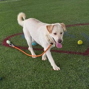 A light-colored dog with a pink tongue sticking out, wearing a collar and leash, standing on a green artificial turf field with a yellow tennis ball nearby.