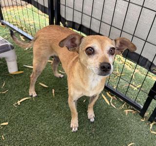 Abbey, Chihuahua, adult, available for adoption