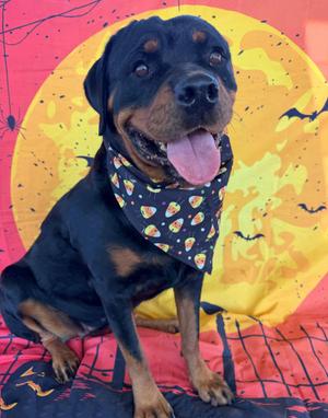 Anna, Rottweiler, adult, available for adoption