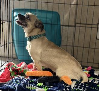 Alvin, Pug, adult, available for adoption
