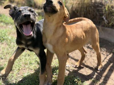 Buzz and Woody, Shepherd, puppy, available for adoption