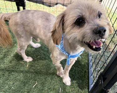 Atlas, Yorkshire Terrier, adult, available for adoption