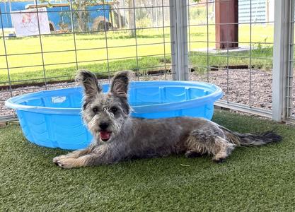 Fritz, Schnauzer, adult, available for adoption