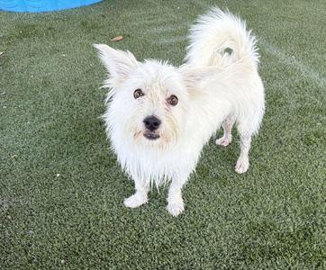 A small white dog with fluffy fur standing on green artificial grass.