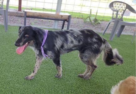 Ella, Australian Shepherd, young, available for adoption
