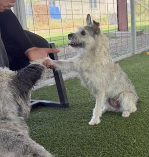 Doja, Schnauzer, adult, available for adoption