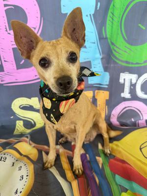 Charlie, Chihuahua, adult, available for adoption