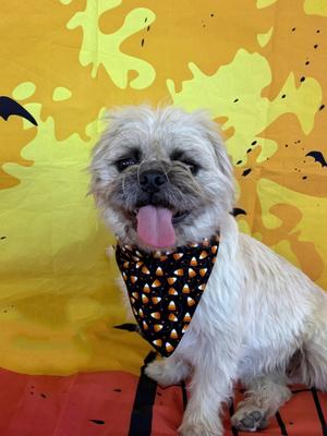 Alani and her 2 pups, Pug / Terrier, young, available for adoption