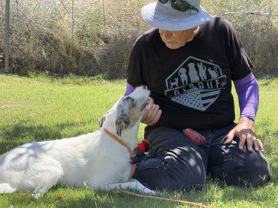Dory, Australian Shepherd, young, available for adoption