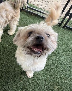 Fred, Shih Tzu, young, available for adoption