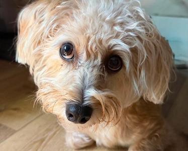 Nachos Bel Grande, Terrier, young, available for adoption