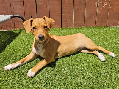 Birdie, Dachshund / Terrier, puppy, available for adoption