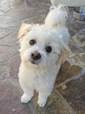 Portobello, Maltese / Poodle (Miniature), adult, available for adoption