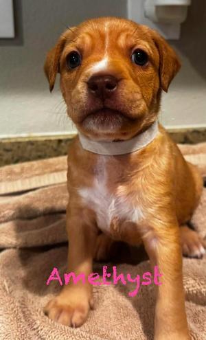 Amethyst, Pit Bull Terrier, puppy, available for adoption