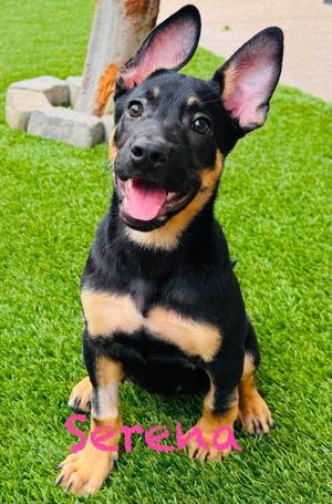 Serena, German Shepherd Dog, puppy, available for adoption