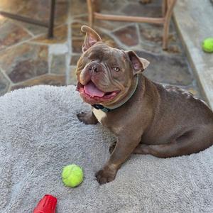 Mack, French Bulldog / American Staffordshire Terrier, adult, available for adoption