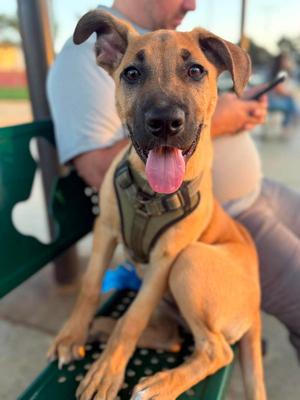 Venus, German Shepherd Dog, puppy, available for adoption