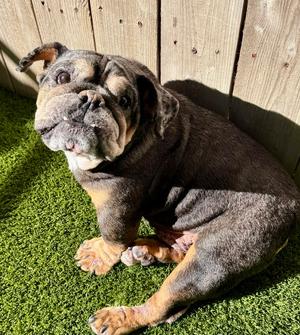 Vader, English Bulldog, senior, available for adoption