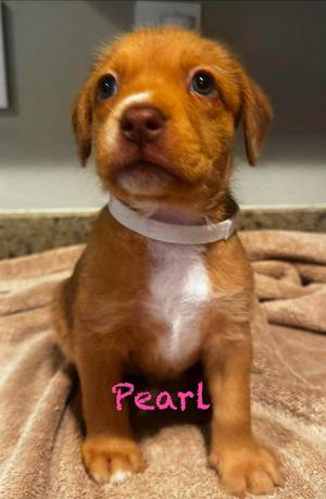 Pearl, Pit Bull Terrier, puppy, available for adoption