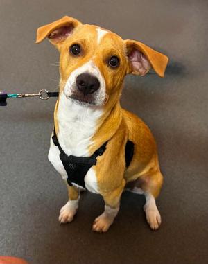 Mulligan, Labrador Retriever / Dachshund, puppy, available for adoption