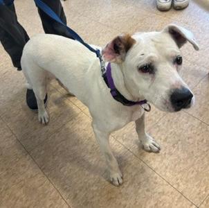 a white dog with brown ears and a black nose standing on a tiled floor, wearing a purple collar and leash