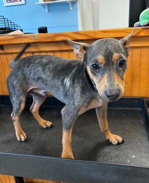 Arlo, Mixed Breed, adult, available for adoption