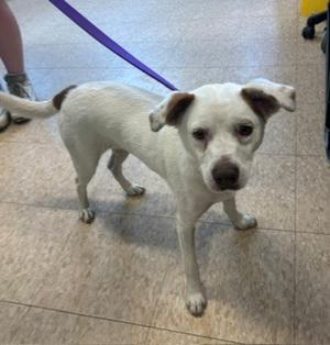 A white dog with brown patches on its ears and face, standing on a tiled floor and looking at the camera. The dog is on a purple leash.