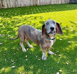 Gracie, Great Dane and Basset Hound, young, available for adoption