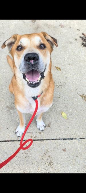 a brown and white dog with floppy ears and a red leash, sitting on a concrete surface