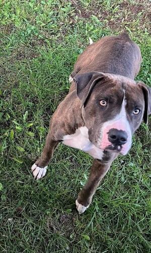 Boulder #209, Pit Bull Terrier, adult, available for adoption