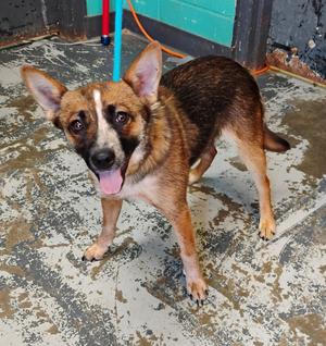 Rogue #118, Blue Heeler, young, available for adoption