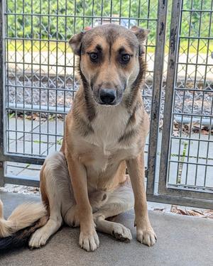 A brown and black dog sitting on a concrete surface, with a chain-link fence in the background.