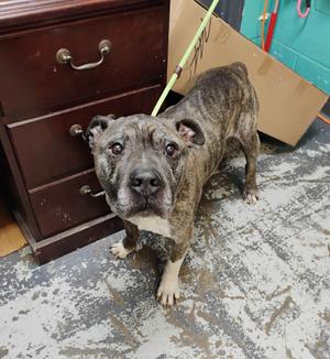 Heath #206, Boxer, adult, available for adoption