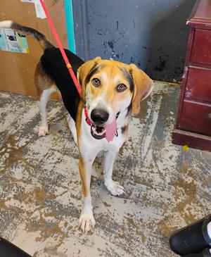 Hickory #205, Treeing Walker Coonhound, adult, available for adoption
