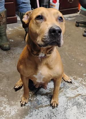 Zora #123, American Pit Bull Terrier, adult, available for adoption