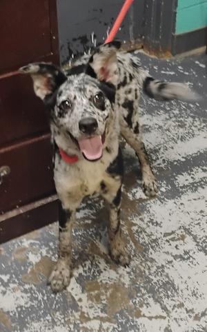 Joy #212, Australian Shepherd, puppy, available for adoption