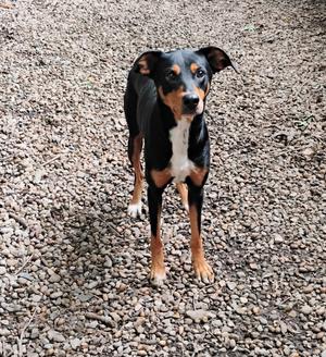 Moxie #215, Doberman Pinscher, available for adoption