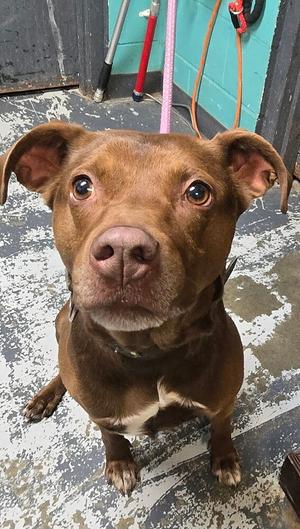 Lady #15, Labrador Retriever, adult, available for adoption