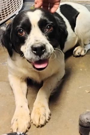Sunny #224, Spaniel (Unknown Type), adult, available for adoption