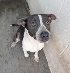 A black and white dog with blue eyes looking up at the camera.