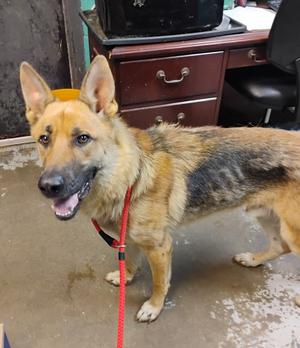 Turbo #211, German Shepherd Dog, adult, available for adoption