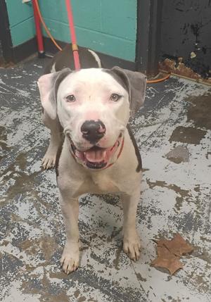 A white dog with brown patches on its ears and back, wearing a red collar, standing on a concrete surface with a green wall in the background.