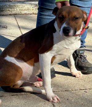 Jericho #22, Pit Bull Terrier, adult, available for adoption